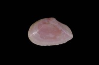 藏品(櫻蛤)的圖片